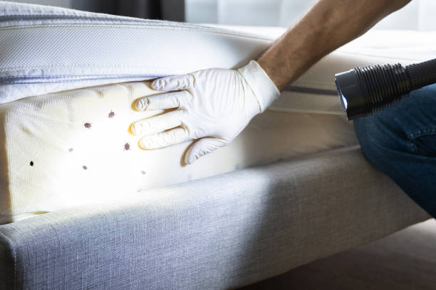 Best Flea Control Services  in Spencer, IA